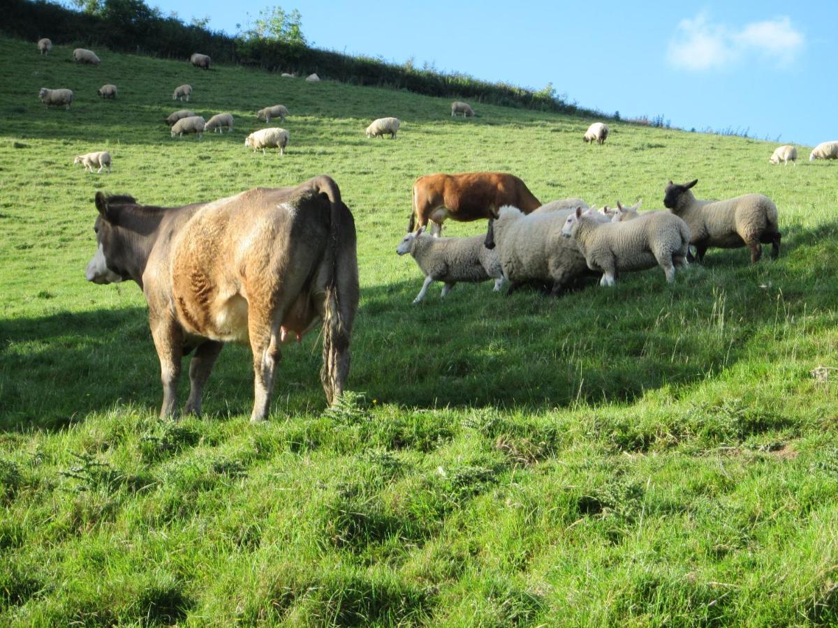 Higher Coombe Bovey Tracey Esterno foto